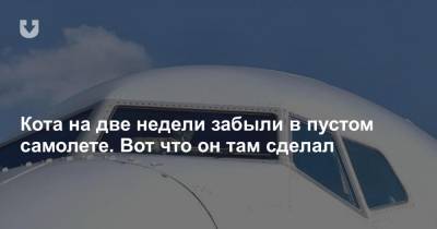 Кота на две недели забыли в пустом самолете. Вот что он там сделал - news.tut.by - Тель-Авив
