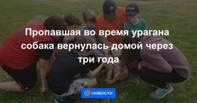 Пропавшая во время урагана собака вернулась домой через три года - news.mail.ru - state Texas - Техас