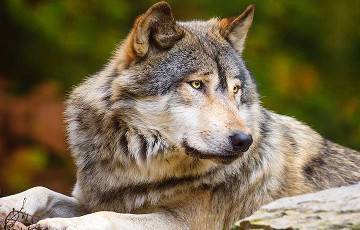 Бобров - Ученые обнаружили у волков необычную тактику охоты на бобров - charter97.org