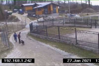 Жители Сочи рассказали, что их собаку похитили и съели - kuban.mk.ru - Сочи