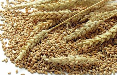 Экспорт украинского зерна приближается к 30 млн т - agroportal.ua