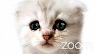 Курьезы в Zoom: адвокат появился на онлайн-заседании суда в маске кота – смешное видео - 24tv.ua - Техас