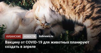 Юлия Мелано - Вакцину от COVID-19 для животных планируют создать в апреле - kubnews.ru