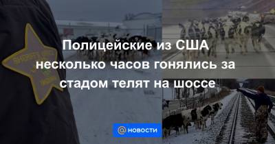 Екатерина Гура - Полицейские из США несколько часов гонялись за стадом телят на шоссе - news.mail.ru - USA - шт. Индиана