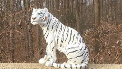 В США пластиковый белый тигр у дороги пугал водителей: полиция забрала животное в участок – фото - 24tv.ua - США - шт. Мэриленд - Джерси - Новости