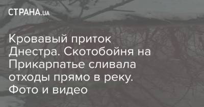 Кровавый приток Днестра. Скотобойня на Прикарпатье сливала отходы прямо в реку. Фото и видео - strana.ua - Ивано-Франковская обл. - Омск