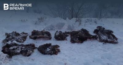 В Татарстане задержали двух браконьеров за охоту на кабанов - realnoevremya.ru - респ. Татарстан - Нижнекамск