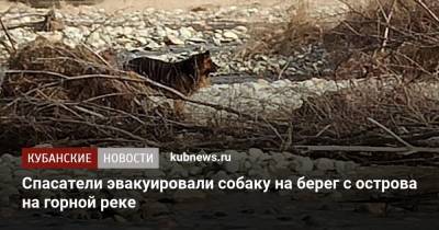Спасатели эвакуировали собаку на берег с острова на горной реке - kubnews.ru - район Мостовский