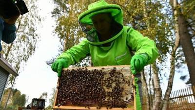 Ростовские чиновники планируют запретить пчеловодство - polit.info - Запрет