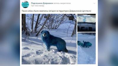 Стая голубых собак испугала жителей Дзержинска - nation-news.ru - Дзержинск - Нижегородская обл.