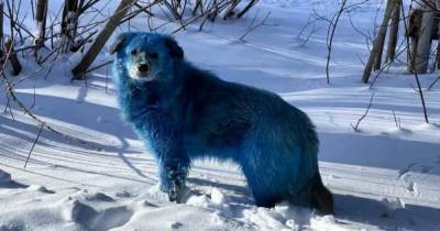 В российском городе заметили стаю бродячих собак синего цвета (фото) - focus.ua - Дзержинск - Нижегородская обл.