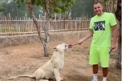 Артем Дзюба - Артем Дзюба померился силами со львом и поделился с ним мясом - spb.mk.ru - Иордания