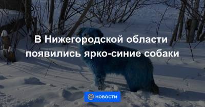 В Нижегородской области появились ярко-синие собаки - news.mail.ru - Дзержинск - Нижегородская обл.