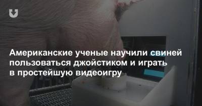 Американские ученые научили свиней пользоваться джойстиком и играть в простейшую видеоигру - news.tut.by - шт. Индиана - county Frontier