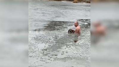 "Ледокол пришел": тонущую собаку спас "морж". Видео - vesti.ru - Волгоград