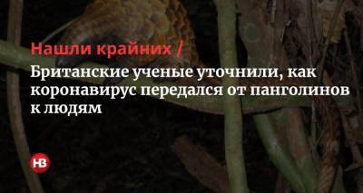 Фрэнсис Крик - Нашли крайних. Британские ученые уточнили, как коронавирус передался от панголинов к людям - nv.ua - Китай - Лондон