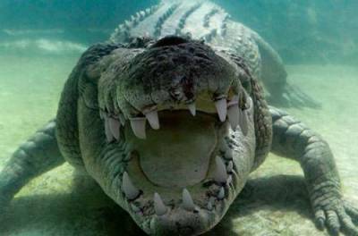 Огромный крокодил, который проглотил двух акул, попал на ВИДЕО - from-ua.com - Australia - штат Квинсленд