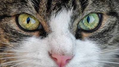 Каких людей не любят кошки - lenta.ua