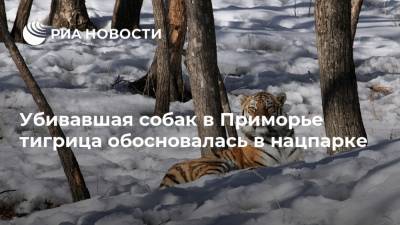 Убивавшая собак в Приморье тигрица обосновалась в нацпарке - ria.ru - Россия - Приморье край - Владивосток