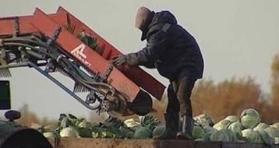 Виктория Абрамченко - Минсельхоз попросил пустить в Россию мигрантов для полевых работ - dialog.tj - Волгоградская обл.