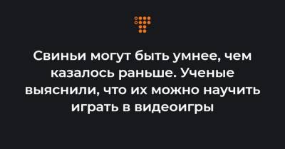 Свиньи могут быть умнее, чем казалось раньше. Ученые выяснили, что их можно научить играть в видеоигры - hromadske.ua - Украина - county Frontier