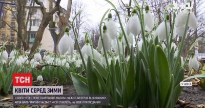 В Одессе среди зимы распустились первые цветы - tsn.ua - Одесса