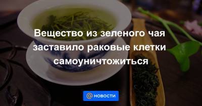 Вещество из зеленого чая заставило раковые клетки самоуничтожиться - news.mail.ru