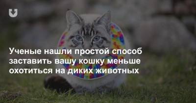 Ученые нашли простой способ заставить вашу кошку меньше охотиться на диких животных - news.tut.by - Англия - Австралия