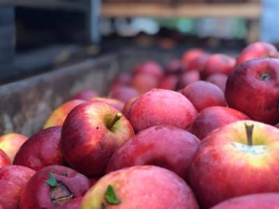 Срок хранения фруктов продлили на 40% - agroportal.ua - Украина