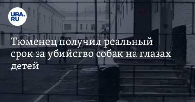 Тюменец получил реальный срок за убийство собак на глазах детей - ura.news - Тюмень