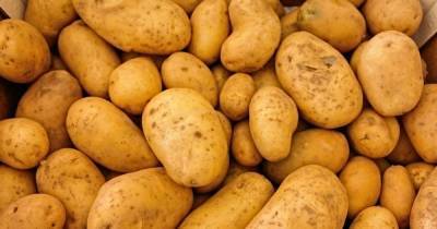 На фоне непогоды в Украине дорожает картофель: какие сейчас цены - tsn.ua