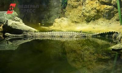 В Екатеринбурге ждут краснокнижного тропического крокодила - fedpress.ru - Екатеринбург