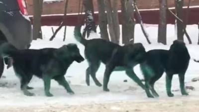 Сергей Воскресенский - Ветеринары выяснили, почему в Подольске позеленели собаки - vesti.ru - Московская обл. - Подольск