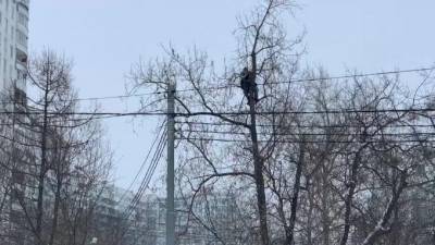 Алексей Навальный - У Бабушкинского суда неизвестный залез на дерево и кричит в мегафон - piter.tv - Москва