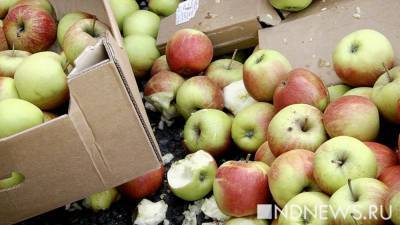 Улучшает память: ученые назвали продукт, полезный для мозга - newdaynews.ru - Австралия