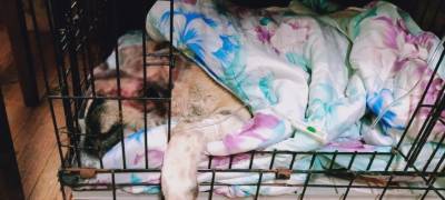Зоозащитники в Петрозаводске просят помочь спасти собаку, которую нашли со страшной раной на голове (ФОТО) - stolicaonego.ru - Петрозаводск - республика Карелия