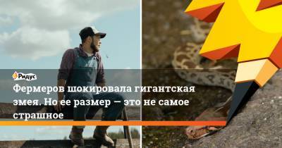 Фермеров шокировала гигантская змея. Но ее размер — это не самое страшное - ridus.ru - США - шт.Флорида
