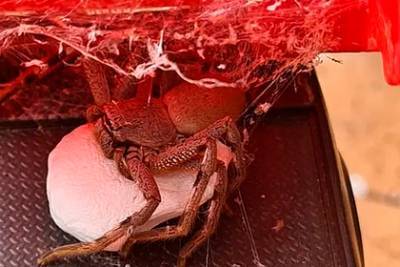 Гигантский крабовый паук заполз в детскую игрушку и отложил там сотни яиц - lenta.ru - Australia