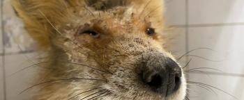 Страшненький рыжий лис из Ковырино должен выжить - vologda-poisk.ru - Вологда