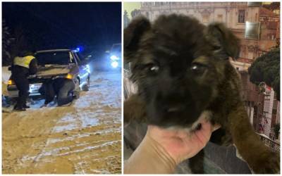 Щенок замерз и залез под капот, а водитель поехал (но малыша спасли!) - zr.ru - Югра