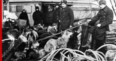Красный Врангель: как советские моряки не отдали американцам и англичанам северный остров - profile.ru - США - Вашингтон - Англия - Лондон - Канада - Российская Империя - Дальний Восток