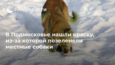 Сергей Воскресенский - В Подмосковье нашли краску, из-за которой позеленели местные собаки - ria.ru - Москва - Московская обл. - Подольск