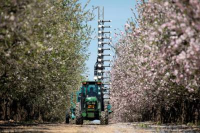 Миндальные сады начнут опылять роботы - agroportal.ua - Австралия