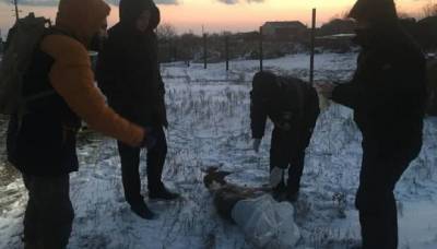 Под Одессой женщина расстреляла хаски - from-ua.com - Одесса - Одесская обл.