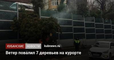Ветер повалил 7 деревьев на курорте - kubnews.ru - Сочи