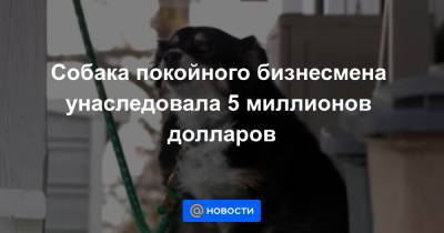 Анна Лысенко - Собака покойного бизнесмена унаследовала 5 миллионов долларов - news.mail.ru - штат Теннесси - USA