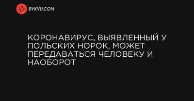 Коронавирус, выявленный у польских норок, может передаваться человеку и наоборот - bykvu.com