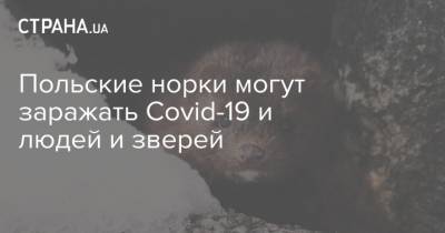Польские норки могут заражать Covid-19 и людей и зверей - strana.ua - Польша - Дания - Голландия