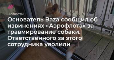 Основатель Baza сообщил об извинениях Аэрофлота за травмирование собаки. Ответственного за этого сотрудника уволили - skuke.net - Стамбул - Москва