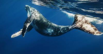Ученые нашли новый метод изучения океанического дна — с помощью песен китов - focus.ua